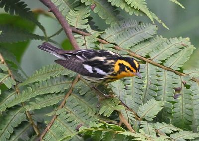 Blackburnian Warbler
Are they so colorful because they have so much color to compete with down here?