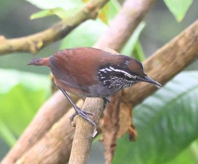 Gray-breasted Wood-Wren