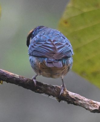 Back view of Golden-naped Tanager