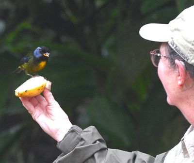 When we started walking up toward the hummingbird feeders, Vickie got a surprise: Sergio handed her a banana and a Moss-backed Tanager came in to eat out of her hand.