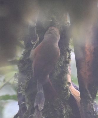 I think this is the back of the Red-faced Spinetail.