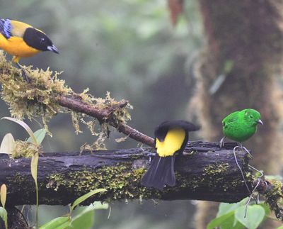 Black-chinned Mountain Tanager, male Flame-rumped Tanager, Glistening-green Tanager