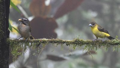 Buff-throated Saltator and female Flame-rumped Tanager