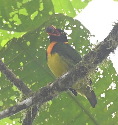 Orange-breasted Fruiteater
with a large fruit of some kind...avocado?