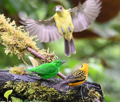 Glistening-green Tanager and Golden Tanager, with female Flame-rumped Tanager approaching for landing