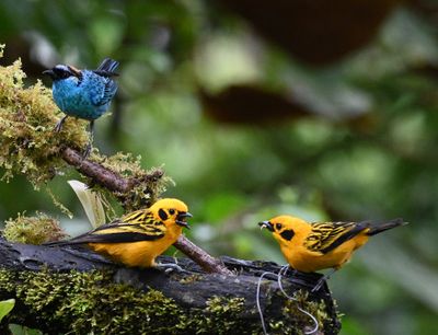 Golden-naped and Golden Tanagers