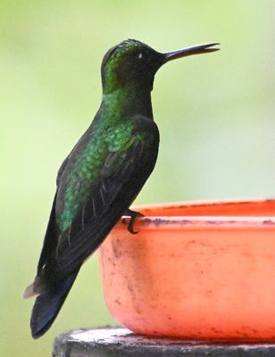Green-crowned Brilliant
with shorter tail feathers