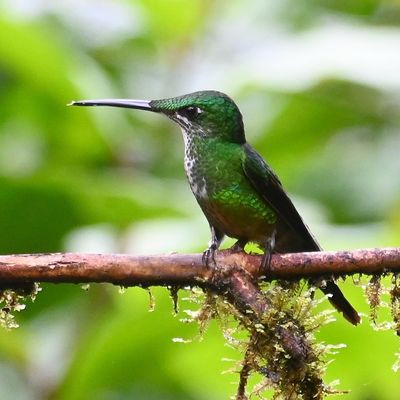 Female Green-crowned Brilliant