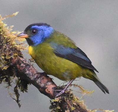 Moss-backed Tanager