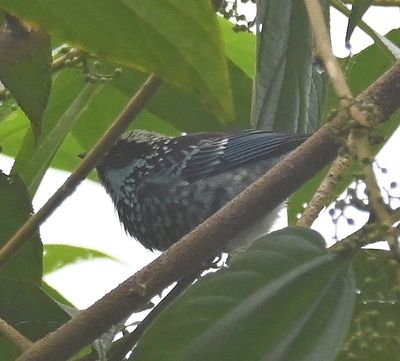 Beryl-spangled Tanager
Only photo of the whole trip, though seen often