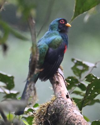 A male Masked Trogon also made an appearance.