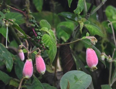 Kohleria affinis
a member of Gesneria Family Family Gesneriaceae