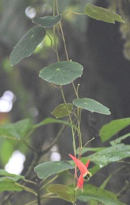 Nasturtiums
Genus Tropaeolum