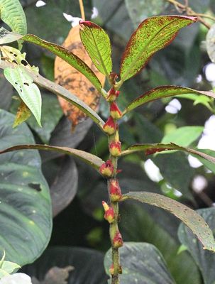 Genus Columnea
a member of Gesneria Family Family Gesneriaceae
