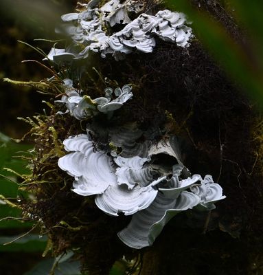 Genus Cora
a member of Waxcaps and Allies Family Hygrophoraceae
Last of Day 3, Wed, Mar 6, 2024--at Amagusa Reserve and Sachatamia Rainforest Reserve Lodge