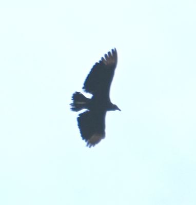 A few Black Vultures were seen overhead.