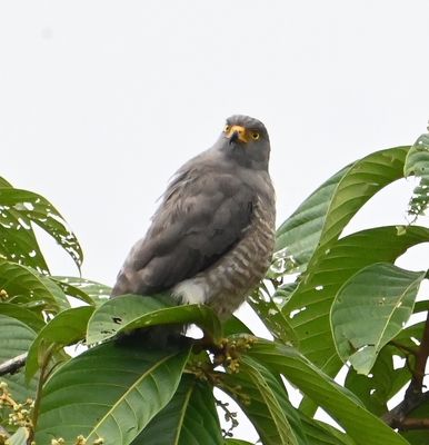 Naturally, along the road as we were leaving Amagusa Reserve, we saw a Roadside Hawk.