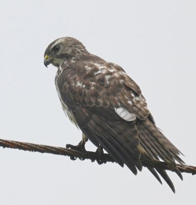 Shortly thereafter, a Broad-winged Hawk was spotted along the road.