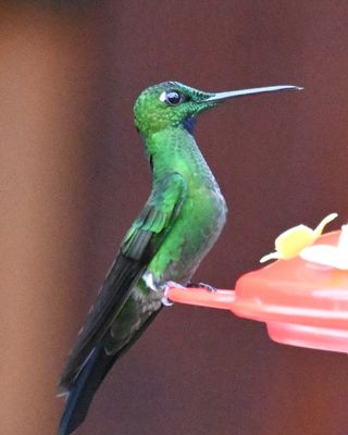 Green-crowned Brilliant
At a feeder back at Sachatamia Rainforest Reserve Lodge