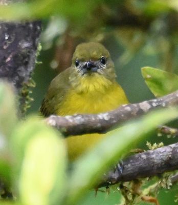 Female Thick-billed Euphonia