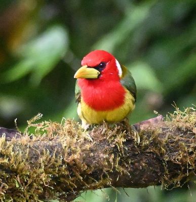 Male Red-headed Barbet