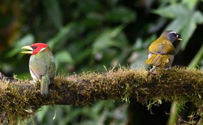 Red-headed Barbet and Buff-throated Saltator
at the open area feeder at Sachatamia