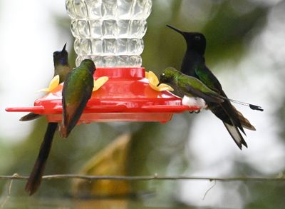 Violet-tailed Sylph (back L), Rufous-tailed Hummingbird (C), White-booted Racket-tail (R foreground), Velvet-purple Coronet (R background)
