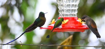 Violet-tailed Sylph (L), White-booted Racket-tail (C), Brown Violetear (R)