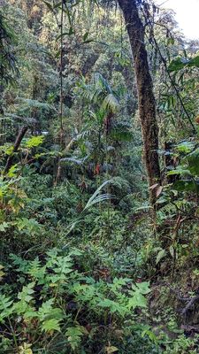 Day 4: Thu, Mar 7, 2024--at Bellavista Road, Sachatamia Lodge and Sendero Frutty Tour