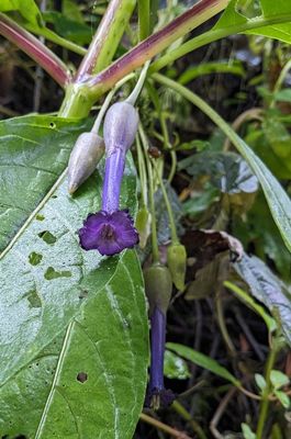 Violet Tubeflower
Iochroma cyaneum