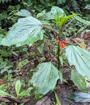 Flowering Plants
Subphylum Angiospermae
There are 2 plants in this photo; the flowers are Bomarea (Alstroemeriaceae) but the foliage belongs to a dicot I cannot identify