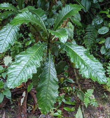 Aphelandra acanthus
a member of Acanthus Family Family Acanthaceae