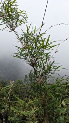 Andean Bamboo
Chusquea scandens