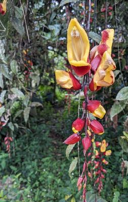 Mysore Trumpetvine
Thunbergia mysorensis
