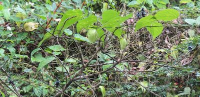 IMG_6122b.jpg