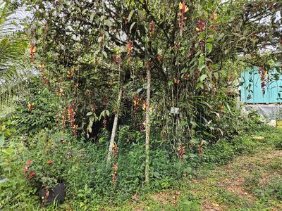 Mysore Trumpetvine
Thunbergia mysorensis