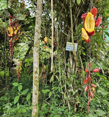 Mysore Trumpetvine
Thunbergia mysorensis