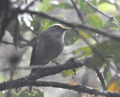 Ecuador Birds, Mon, Mar 4, 2024, Day 1