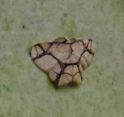 Cyclophora hieroglyphica
a member of Waves and Mochas Subfamily Sterrhinae