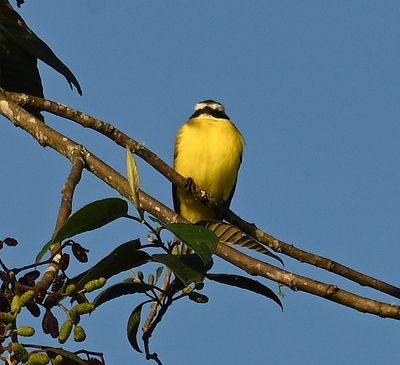 Rusty-margined Flycatcher
in a tree in the parking lot, in the bright morning sun