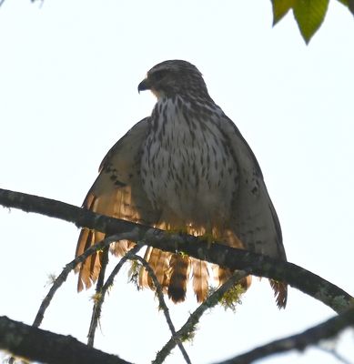 Juvenile Broad-winged Hawk
drying out in the morning sun