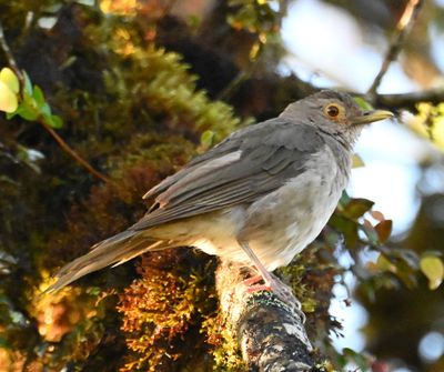 Ecuadorian Thrush