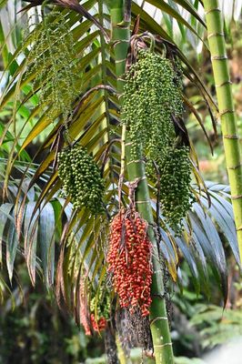 Chamaedorea linearis
a member of Palms Family Arecaceae