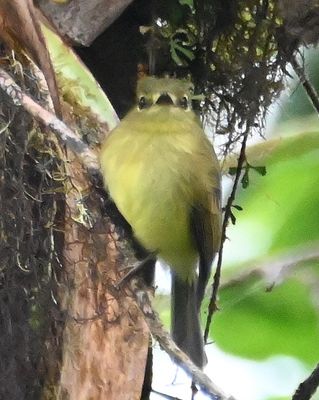 Flavescent Flycatcher