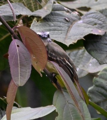 Golden-bellied Flycatcher
hiding its golden belly