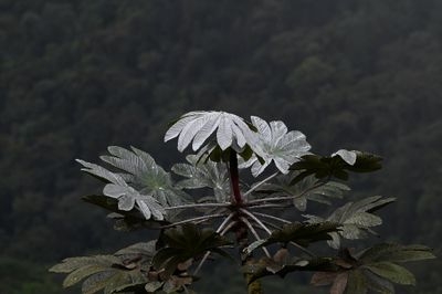 DSC_5109b.jpg