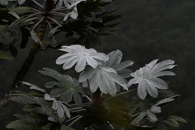 DSC_5113b.jpg
