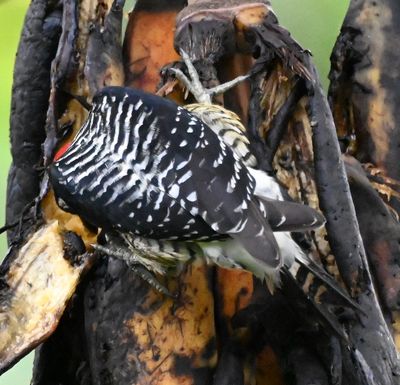 Back view of a Black-cheeked Woodpecker
At Sendero Frutty Tour Finca (farm)
