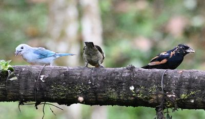 Blue-gray Tanager (L), Palm Tanager (C), immature/molting White-lined Tanager (R)