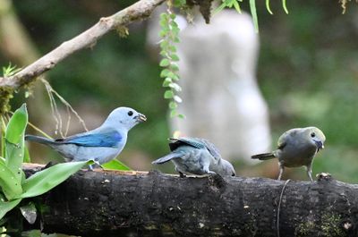 Two Blue-gray Tanagers (L) and Palm Tanager (R)